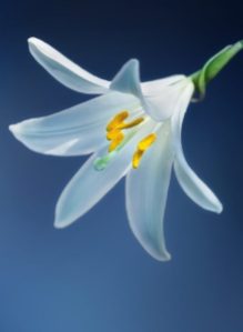 cropped-flower-lily-lilium-candidum-madonna-lily.jpg